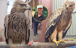 Nhận nuôi con chim nhặt ngoài mương, anh nông dân không ngờ là giống đại bàng rất hiếm gặp ở Việt Nam