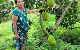 Giữa mùa hạn mặn, nhà vườn Tiền Giang bội thu từ vườn mít