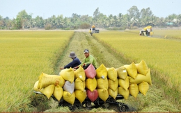 Lúa gạo Việt Nam tiến tới xuất khẩu “được giá, được lượng”