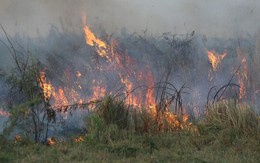 TP HCM: Cây cỏ ở Khu Công nghệ cao cháy ngùn ngụt, khu Đại học Quốc gia bị ảnh hưởng