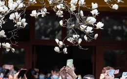 Cây mộc lan 500 tuổi nở hoa ngoạn mục hút khách đến check-in, cảnh tượng hãi hùng dưới gốc cây khiến ai cũng ngao ngán