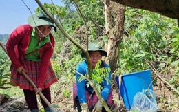WB chi trả 51,5 triệu USD cho 70.555 chủ rừng Việt Nam giảm phát thải carbon