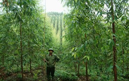 Việt Nam được trả 51,5 triệu USD do giảm thải carbon, khoản chi trả đơn lẻ lớn nhất từng có trong lịch sử từ Quỹ FCPF