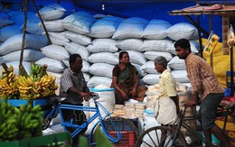 Giá gạo Ấn Độ giảm tuần thứ hai liên tiếp