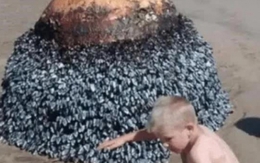 Cậu bé vô tình tìm thấy "hòn đá kỳ lạ" trên bãi biển, chuyên gia giật mình: Gia đình cậu đã đối mặt với tử thần!