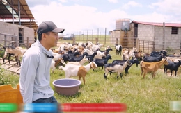 Quang Linh Vlog đau xót vì trang trại mất 70 con dê, hàng chục tỷ đầu tư có nguy cơ đổ sông đổ bể