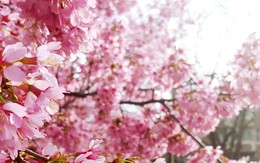 Hoa anh đào Nhật Bản có thể biến mất