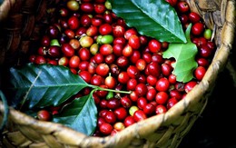 Sau một động thái từ Việt Nam, giá cà phê Robusta lập tức vọt lên cao nhất mọi thời đại