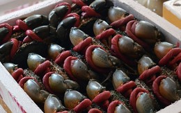 Một loại hải sản của Việt Nam "bơi" sang Trung Quốc đắt hàng không tưởng: xuất khẩu tăng đột biến hơn 4 lần, mang về hàng chục triệu USD