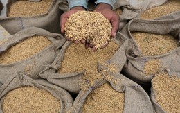 Việt Nam trúng thầu 108.000 tấn gạo xuất sang Indonesia, giá thấp nhất trong các nguồn cung