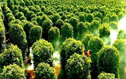 Đức bất ngờ săn lùng hàng trăm tấn 'vàng trên cây' của Việt Nam: tăng nhập khẩu hơn 400%, giá lập đỉnh giúp người dân trúng đậm