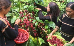 Giá cà phê cao kỷ lục, nông dân thắng lớn