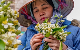 Hoa Bưởi đầu mùa ở Hà Nội bán giá 500,000 đồng/kg vẫn đắt hàng