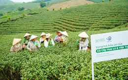 Cỏ Cây Hoa Lá: "Quyết tâm mang tinh hoa Trà Việt vào mỹ phẩm thiên nhiên"