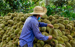 Vì sao chưa công bố nguyên nhân 30 lô sầu riêng nhiễm Cadimi?