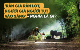 'Rắn già rắn lột, người già người tụt vào săng': Từ 'săng' trong thành ngữ này nghĩa là gì?