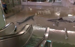 Ngập lụt kinh hoàng tại Dubai: Thực hư cảnh tượng cá mập bơi tung tăng trong trung tâm thương mại