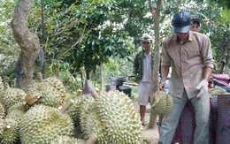 Câu trả lời về nguyên nhân sầu riêng nhiễm cadimi rất có vấn đề?