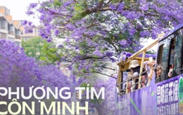 Phượng tím ở Côn Minh đã nở: Cả thành phố như chìm trong biển hoa mộng mơ, "tín đồ xê dịch" không thể bỏ qua dịp xuân hè