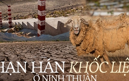 Tận mắt thấy những đàn cừu Ninh Thuận chết khô, hồ nước trơ đáy, nứt nẻ trong hạn hán khốc liệt miền Trung