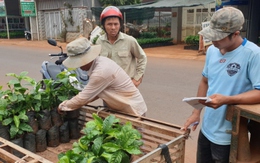 Cây giống cà phê “cháy” chợ chưa từng có