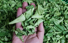 Việt Nam có 1 loại lá phơi khô được ví như “insulin tự nhiên”:  Giúp kiểm soát đường huyết, dưỡng ruột, mát gan hiệu quả