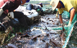 Kho báu ngoài khơi của Việt Nam được 2/3 thế giới săn đón: Thu hơn 400 triệu USD trong quý 1, Mỹ, Trung Quốc chốt đơn nhiều nhất