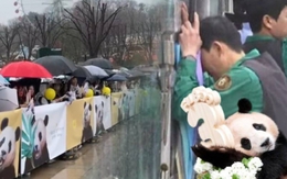Đỉnh lưu Fubao về nước: Hàng dài người Hàn Quốc xếp hàng dưới mưa chào tạm biệt, ông Song gục đầu bên xe chào "cháu gái" lần cuối