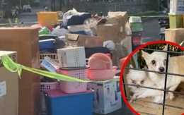 Xôn xao chuyện cô gái bị đuổi khỏi chung cư vì nuôi 19 chú chó trong căn hộ, diễn biến sự việc khiến nhiều người hồi hộp theo dõi