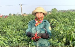 Giá rớt thảm, dân trồng ớt ở Nghệ An khóc ròng