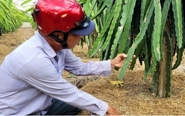 Thanh long tăng giá, nhà vườn ngày đêm canh giữ cây