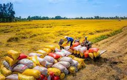 Thị trường khan hàng, giá cả neo cao: Cơ hội "vàng" cho gạo Việt bứt phá