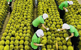 4 mặt hàng nông sản Việt Nam được thế giới ưa chuộng