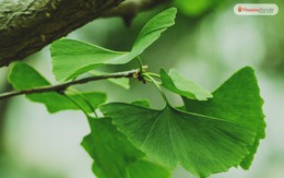 Tăng cường trí nhớ với Ginkgo Biloba và Guarana - Thảo dược quý cho não