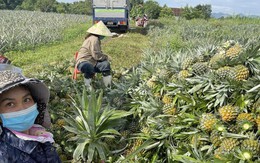 Được mùa dứa 'nữ hoàng', nông dân Nghệ An thu hàng trăm triệu đồng