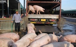 Giá lợn hơi tăng cao nhất trong 2 năm