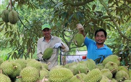 Nắng nóng gay gắt, sầu riêng mất mùa đẩy giá tăng cao