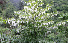 Loài cây quý hiếm mọc ở vùng núi cao Trung Quốc, tồn tại hơn 60 triệu năm trên trái đất, ví như ‘hoá thạch sống’, cánh hoa trắng muốt như chim bồ câu: Được bảo tồn để sinh lời vĩnh cửu