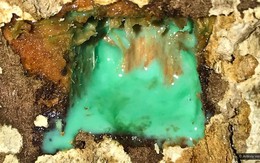 Liên tục tìm thấy 'vàng trắng', chuyên gia kết luận: Chỗ nào có loại cây này nơi đó có kho báu