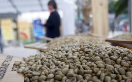 Nikkei: Giá cà phê toàn cầu lập đỉnh vì nông dân Việt Nam làm điều này