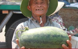 Nông dân 'thủ phủ' dưa hấu ở Quảng Nam thắng lớn nhờ được mùa, được giá