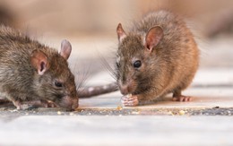 Phát hiện xác chuột trong túi bánh mì, Nhật Bản tiến hành thu hồi hơn 100.000 gói sản phẩm