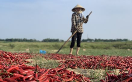 Loại quả dân dã ‘một vốn mười lời’ được Trung Quốc, Lào đua nhau săn lùng: Thu về hàng chục triệu USD kể từ đầu năm, nước ta cùng Ấn Độ nắm trùm toàn cầu