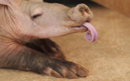 Lợn đất: Loài động vật kỳ lạ có tai thỏ và thân to, trông giống lợn nhưng không phải lợn
