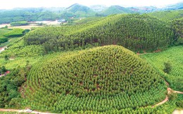 Chuyển hồ sơ sang công an vụ khoán hơn 142 ha đất lâm nghiệp ở Bắc Giang