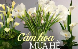 Loài hoa “đỏng đảnh” nhưng nhất định phải cắm vào mùa hè, ưa sáng, chịu được nhiệt độ cao, độ bền lên tới 15 ngày