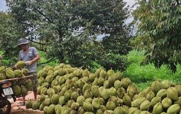 Nông dân Gia Lai phấn khởi vào vụ thu hoạch sầu riêng