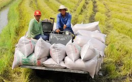 Giá xuất khẩu gạo tăng mạnh, doanh nghiệp có hết lo?