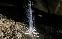 Xuất hiện "thủy quái" bí ẩn trong hang động ở Phong Nha - Kẻ Bàng