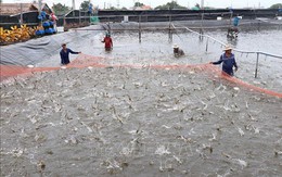 Giá tôm nguyên liệu ở Bến Tre giảm mạnh